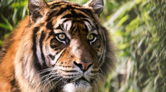 Fietsen in India Tijger