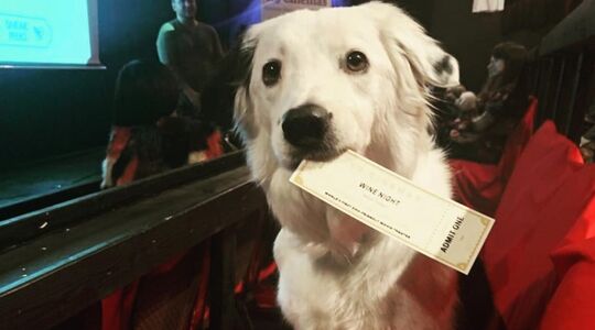 Film kijken met je hond