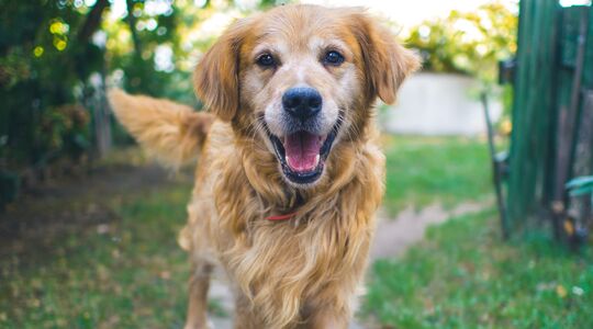 Kosten van een huisdier per jaar