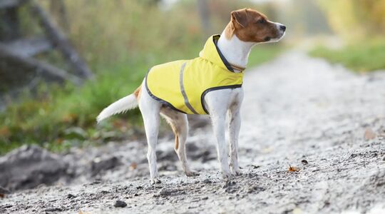 regenjas voor honden
