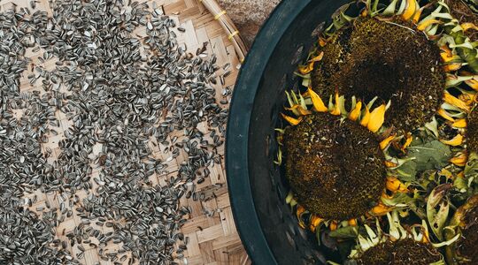 voordelen zonnebloempitten