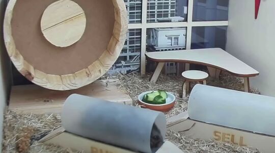 Mr. Goxx hamster handelt in crypto