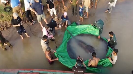 's werelds grootste zoetwatervis