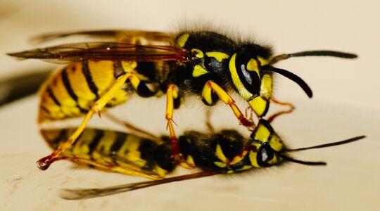 wespenplaag 2022 in tuin