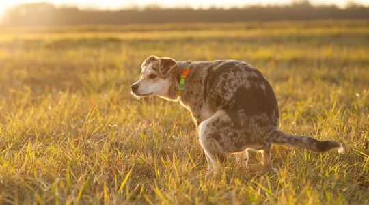huisdierenpoep dierenpark amersfoort