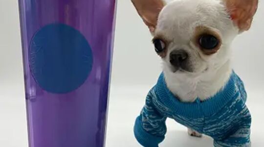 kleinste hond ter wereld pearl