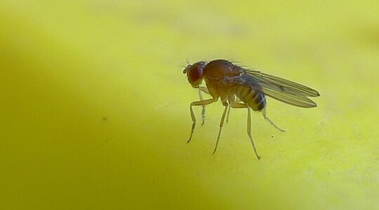nooit meer last van fruitvliegjes