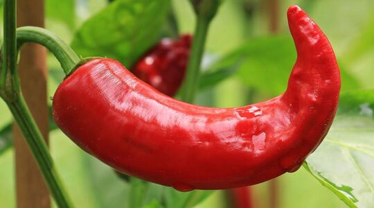 Pittig eten steeds populairder in Nederland