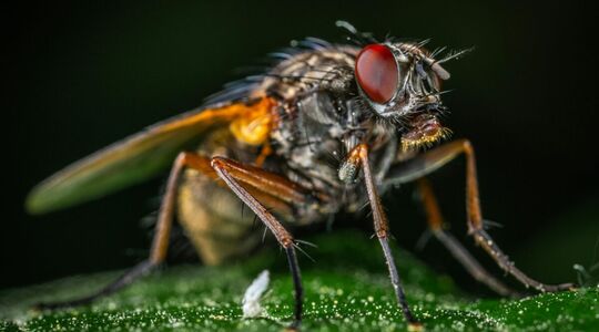 fruitvlieg