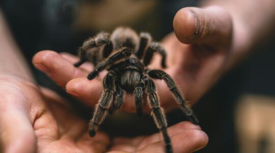 Het is in Amerika tijd voor het tarantula paringseizoen