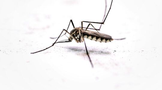 Muggen vinden jou aantrekkelijker tijdens het sporten