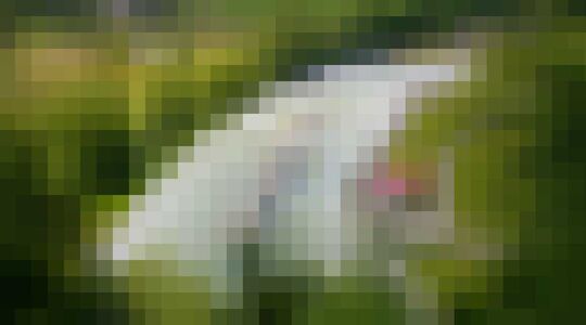 Illustratie voor: Kunstmatige golfjes pakken bij Surf Snowdonia in Wales