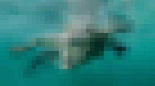 Illustratie voor: Fotograaf zwemt met krokodillen en maakt bizarre close up foto’s