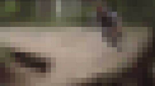 Illustratie voor: Next level skating in het bos!