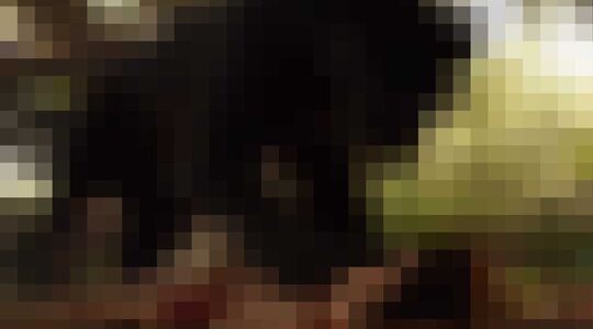 Illustratie voor: The Jungle Book: zo heb je het klassieke verhaal nog nooit gezien!