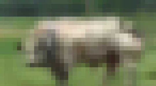 Illustratie voor: Deze stier heeft meer spieren dan je hele vriendengroep bij elkaar!