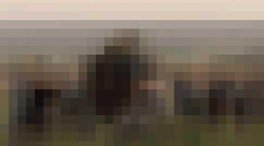 Leeuw Bromance BBC Earth Gewoonvoorhem