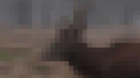 Vlees Afgeschoten Edelherten Gewoonvoorhem