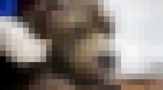 Vechthond Pitbull Betsy