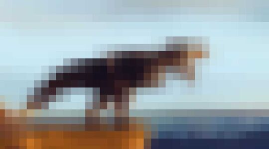 Cradles :Origin of Species