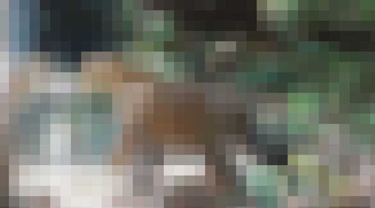 Spiegel Jungle Mark Fernley Gewoonvoorhem