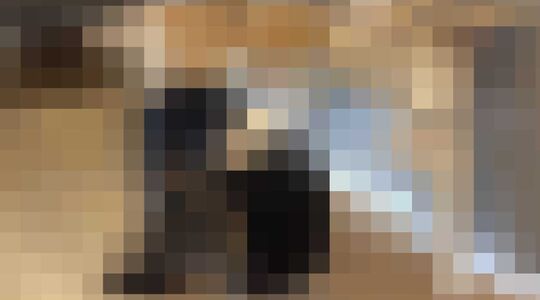 Honden aaien Matt Thompson Gewoonvoorhem