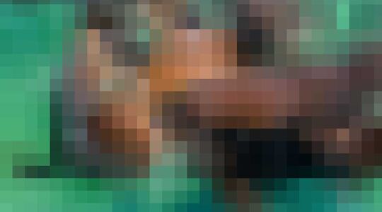 Haaien Verpleegsterhaai Voeren