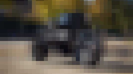 Mark II EVO gewoonvorhem 4