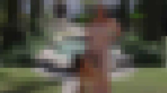 rijkste hond ter wereld