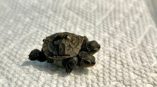 Zeldzame tweekoppige schildpad ontdekt bij Amerikaanse oostkust