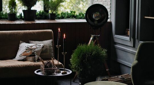 jungle room planten