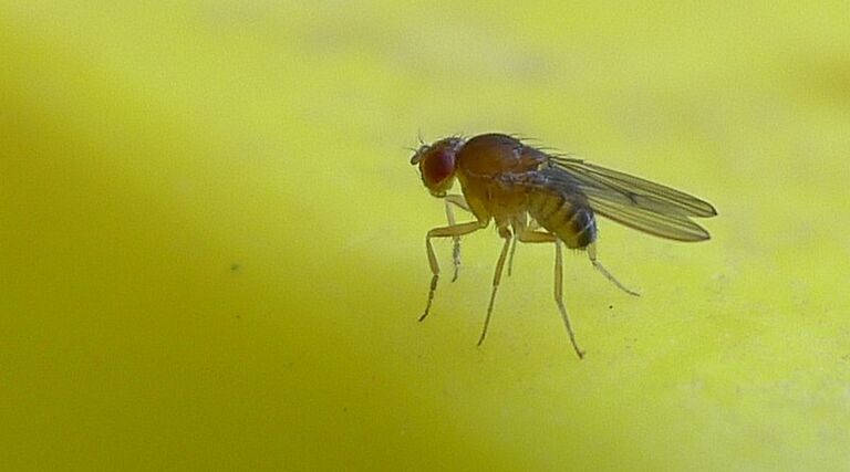 Dit is de gemiddelde lengte van een penis volgens | Gewoonvoorhem